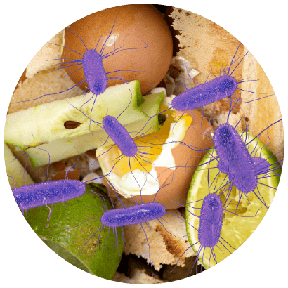 Food Waste – Bacteria