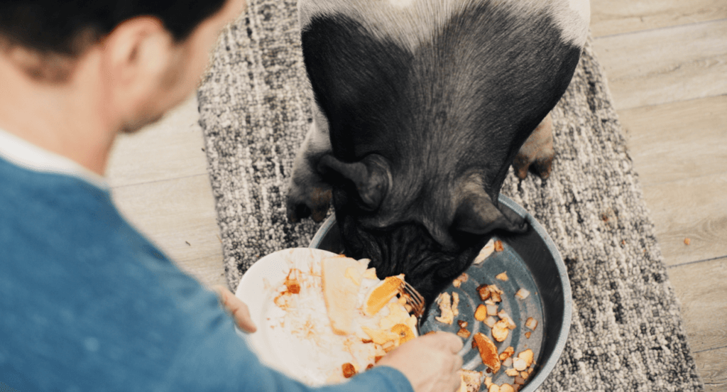The family food waste pig